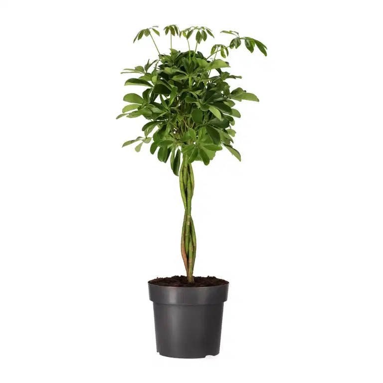 Schefflera arboricola 'Nora' braid 24 cm
