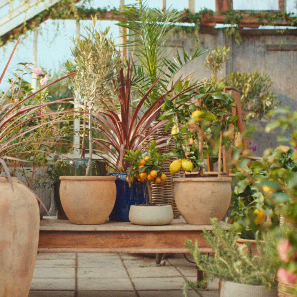 Image of Väck växterna efter vintern