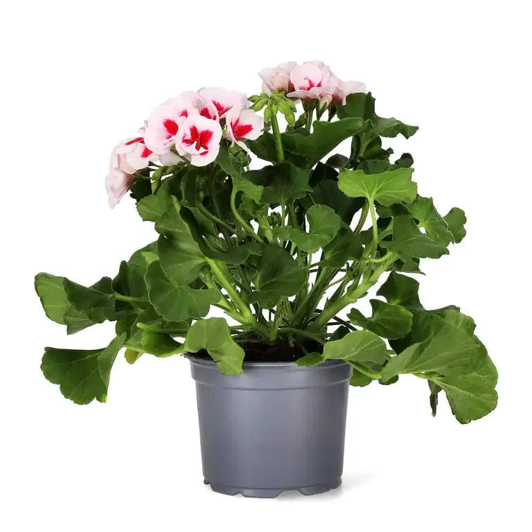 All N. Calliope M 'White Splash' 12 cm