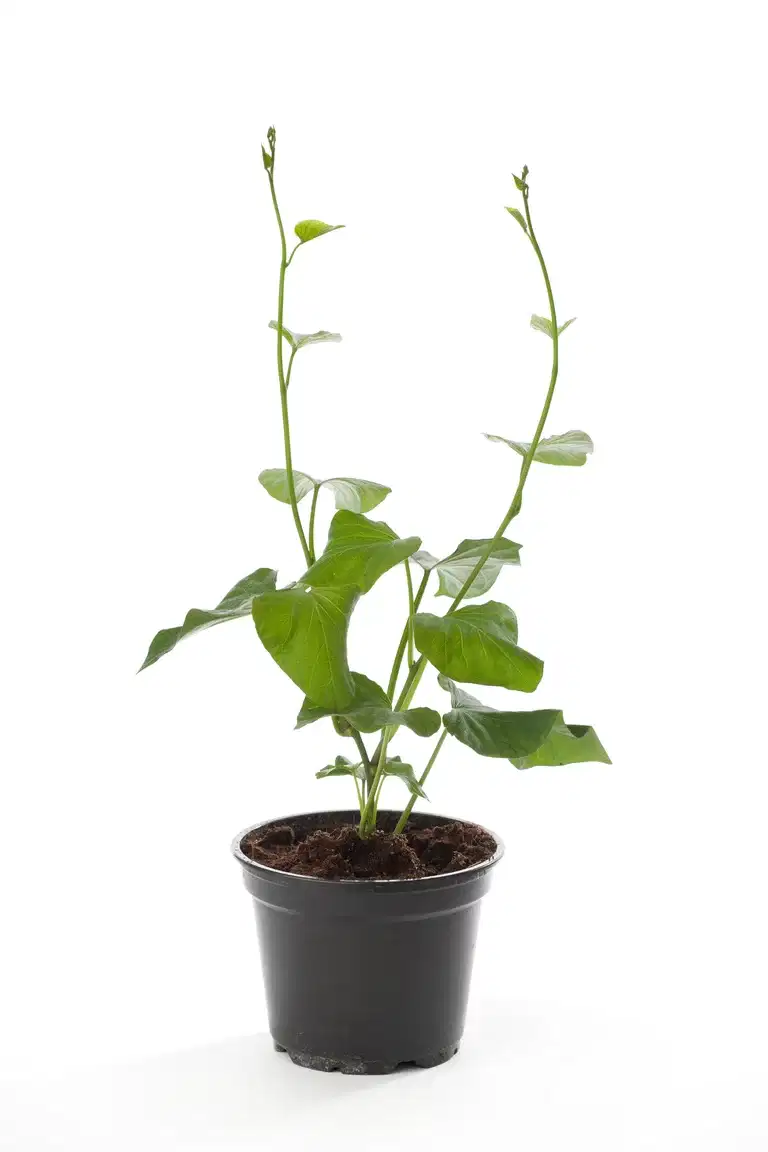Ipomoea batat 'Sweet potato' 12 cm