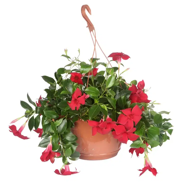 Dipladenia h. basket 25 cm