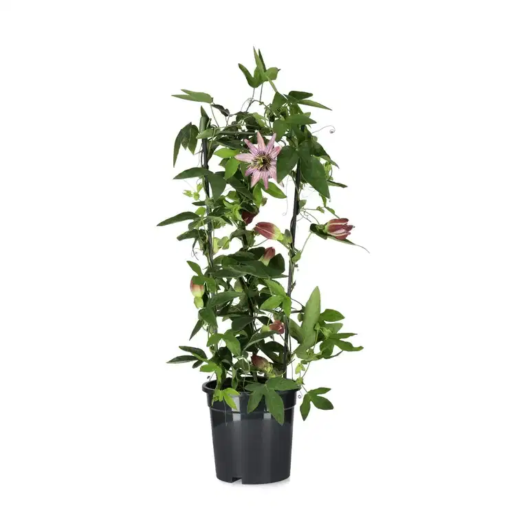 Passionsblomma på pyramid