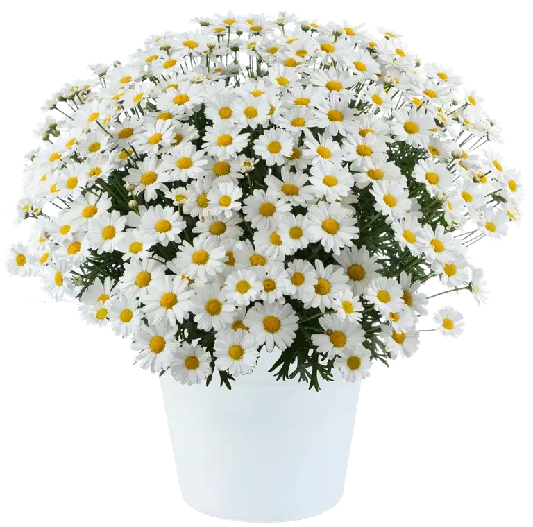 Argyranthemum White 19 cm