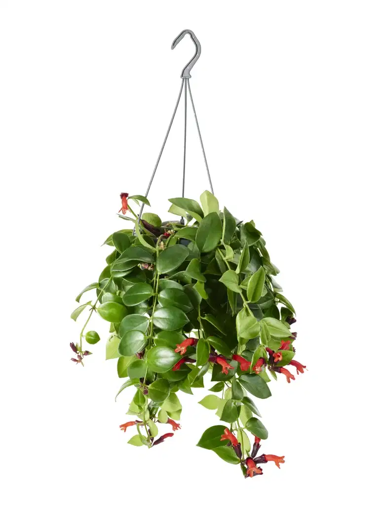 Aeschynanthus 'Mona Lisa' in hanging basket