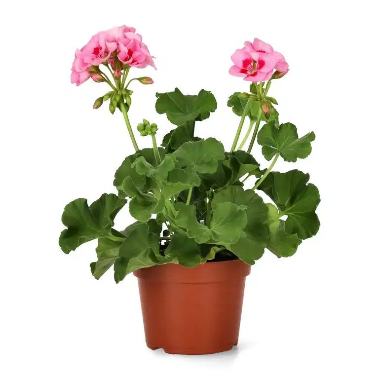 Pelargon Calliope 'Pink Splash'
