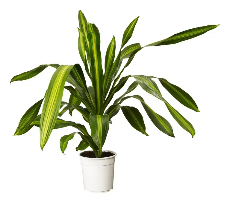Doftdracaena BURLEY