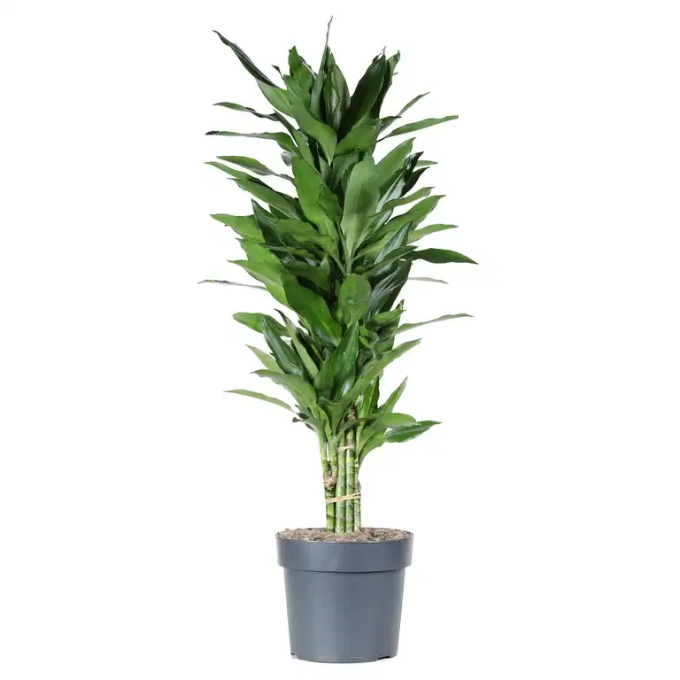 Banddracena 'Janet Lind'