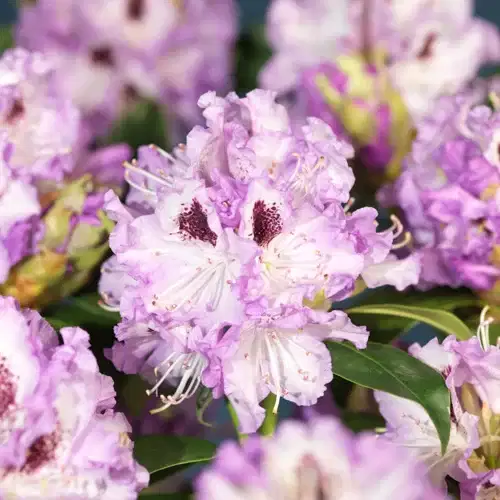 Rododendron 'Blue Jay'