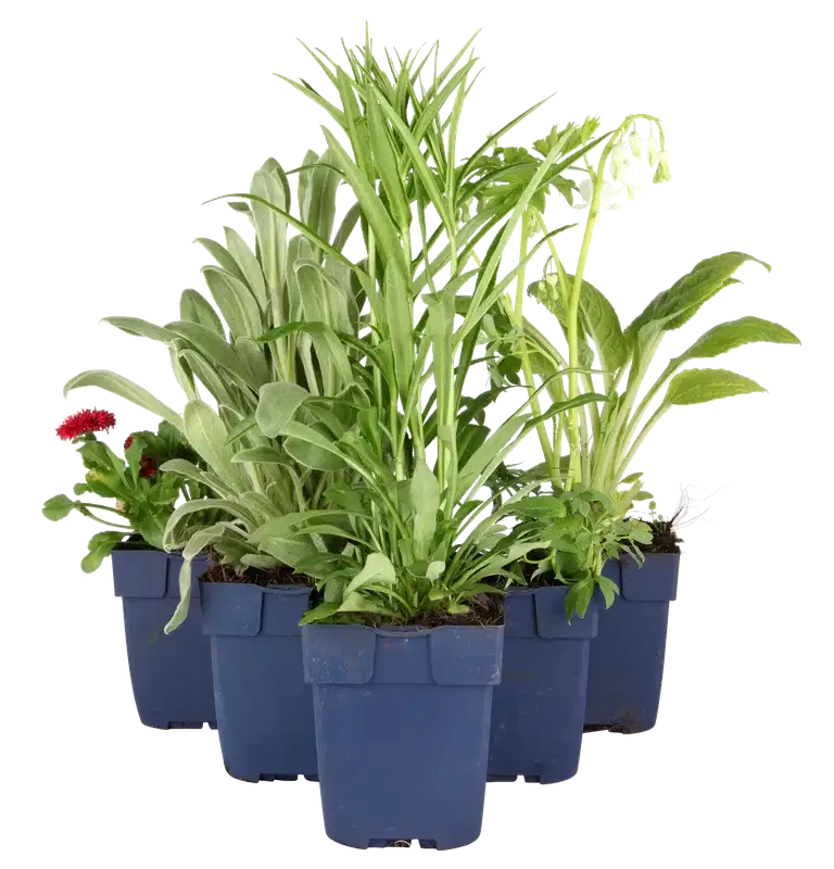 Rosmarinus officinalis