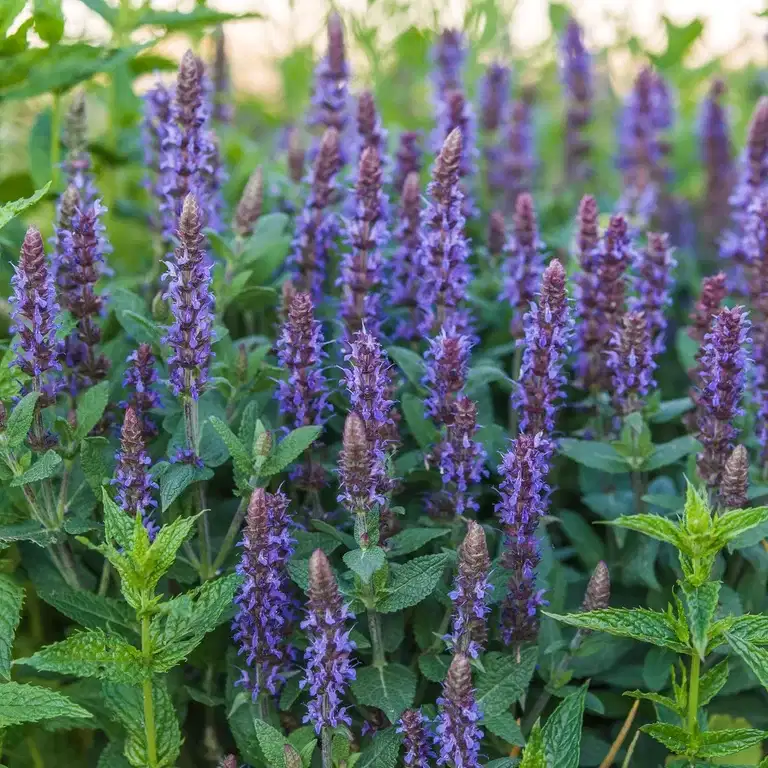 Salvia nemorosa 'Ostfriesland'