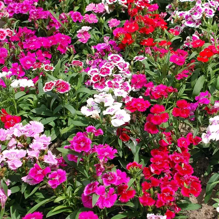 Dianthus barbatus