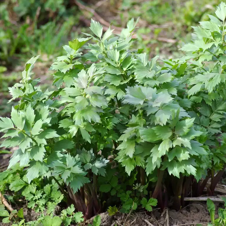 Levisticum officinale