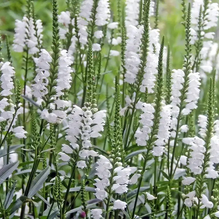 Physostegia virg. 'Summer Snow'