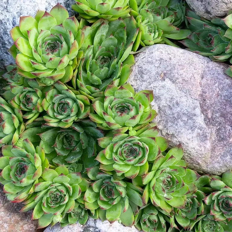 Sempervivum Green