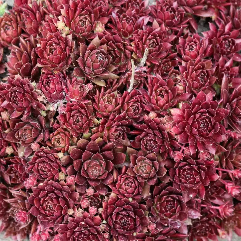 Sempervivum Red