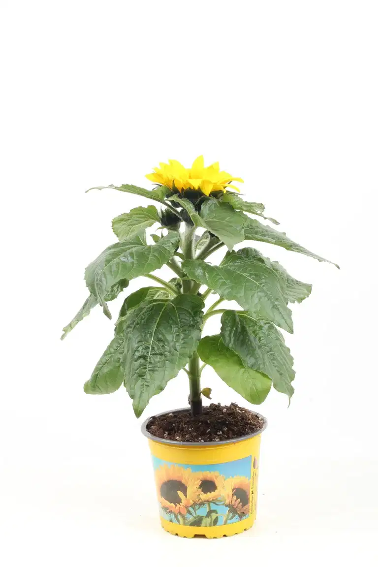 Helianthus 'Sunsation' 13 cm