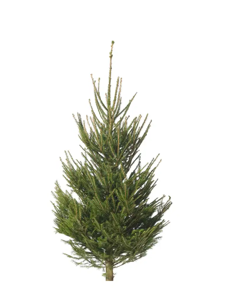 Picea abies 170-220 cm