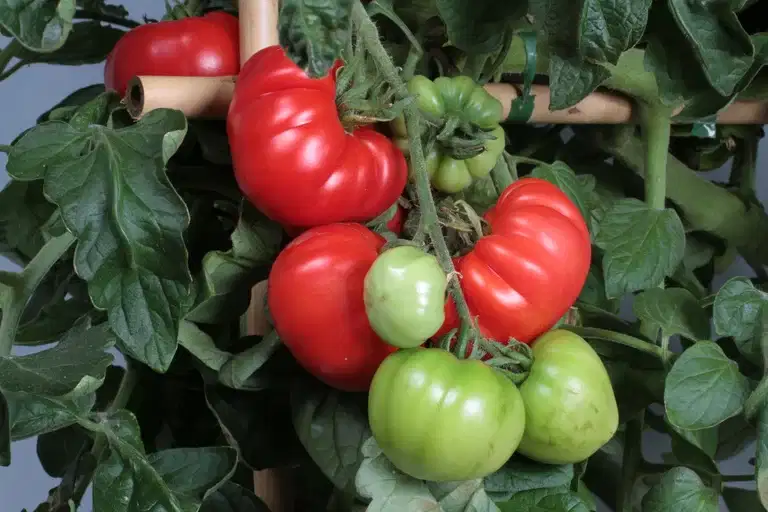 All N. Lycopersicum biff  'Marmande' 10,5 cm