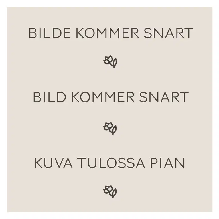 Erica carnea 'Winter Ladies' 