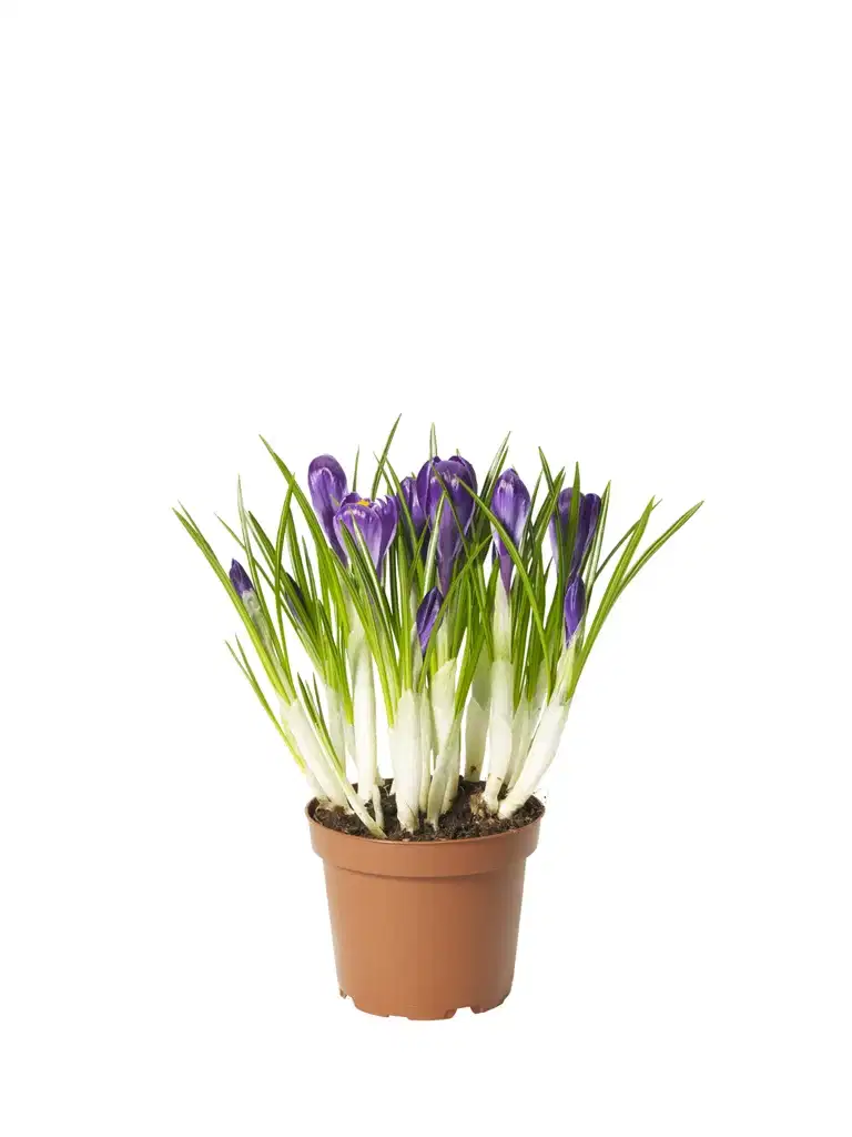 Crocus 'Flower Record' 12 cm