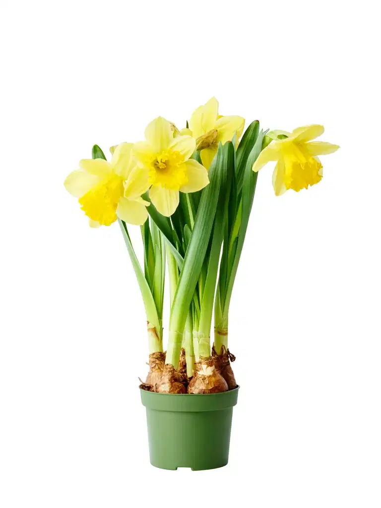 Narcissus 'Carlton' 12 cm