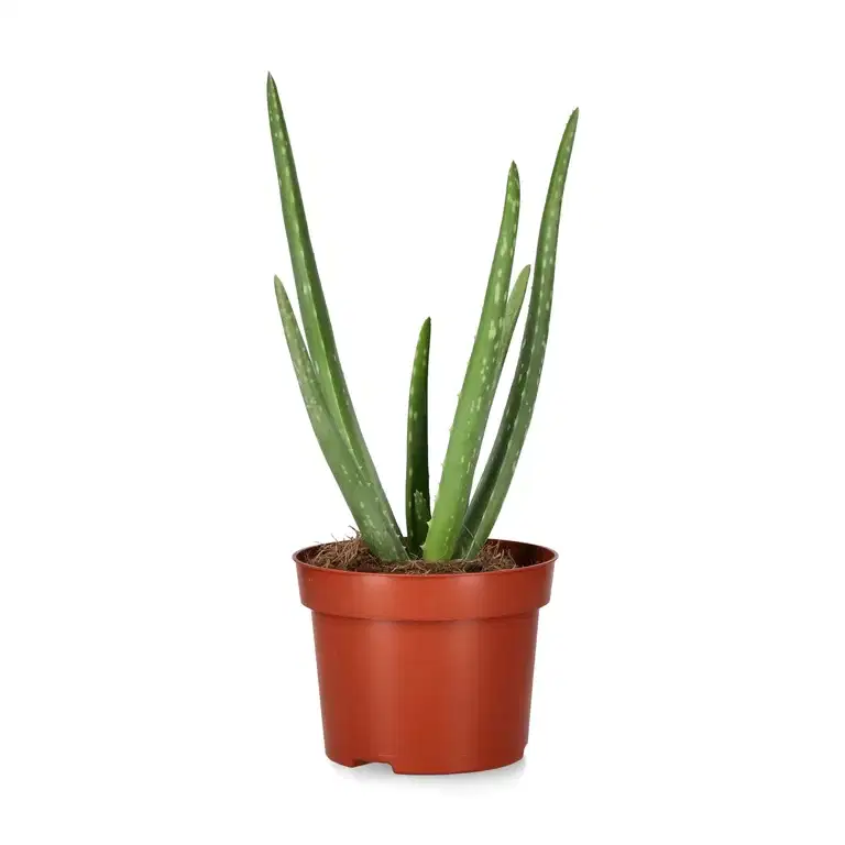 Äkta aloe