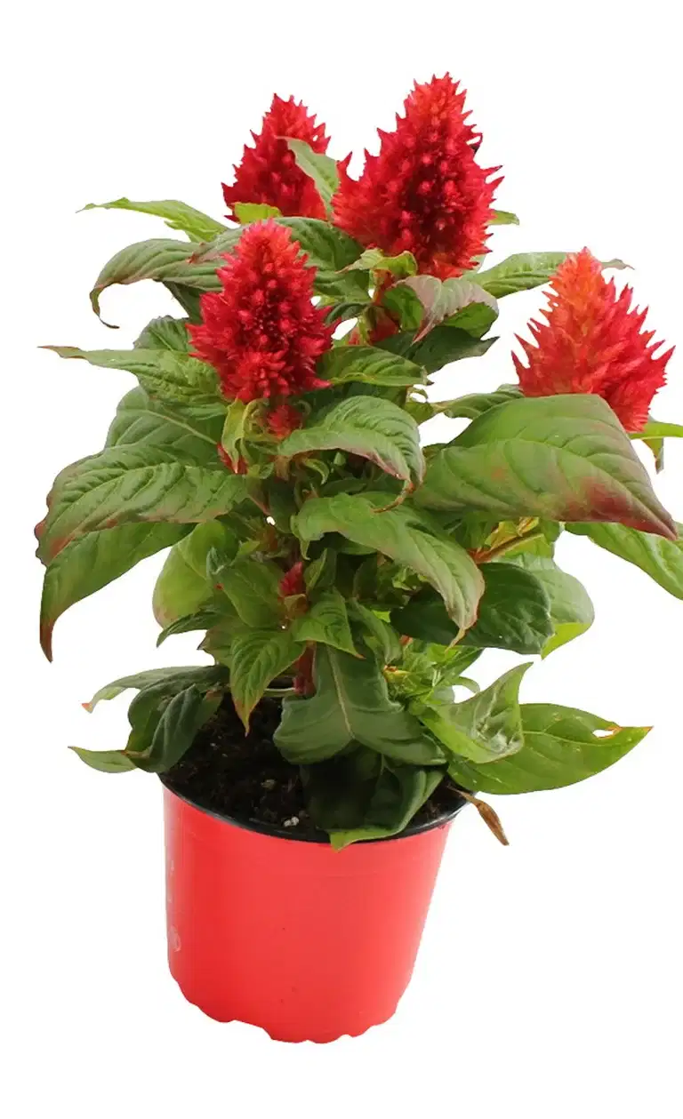 Celosia 'Kelos Fire' 12 cm