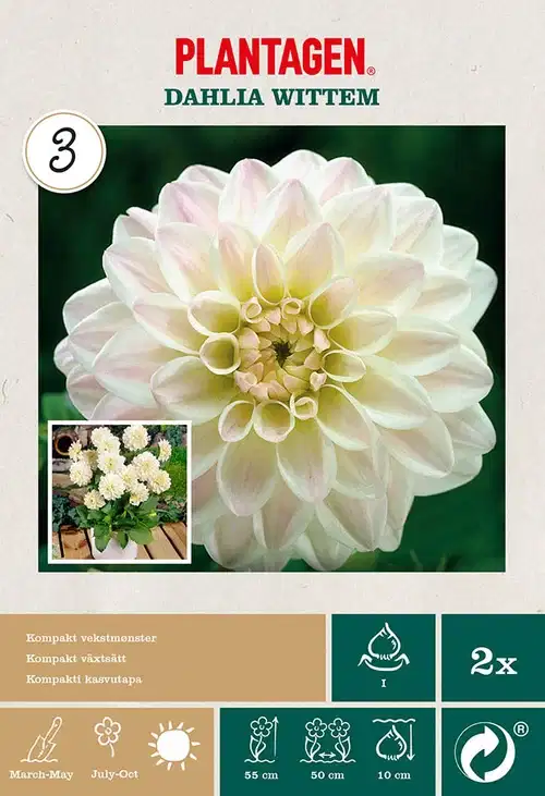 Dekorativdahlia 'Wittem'