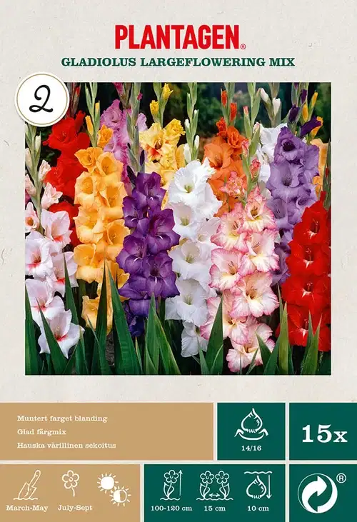 Storblommiga gladioler mix