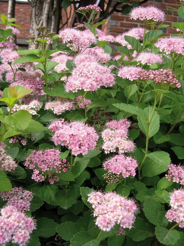 Spiraea japonica 'Little Princess' 3L