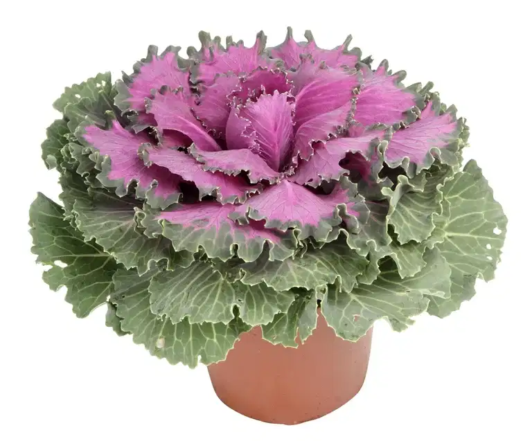 Brassica oleraca 12 cm