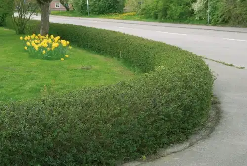 Vinterliguster 'Atrovirens'