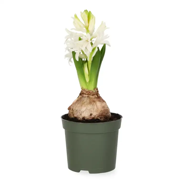 Hyacinthus 19+ White 9 cm