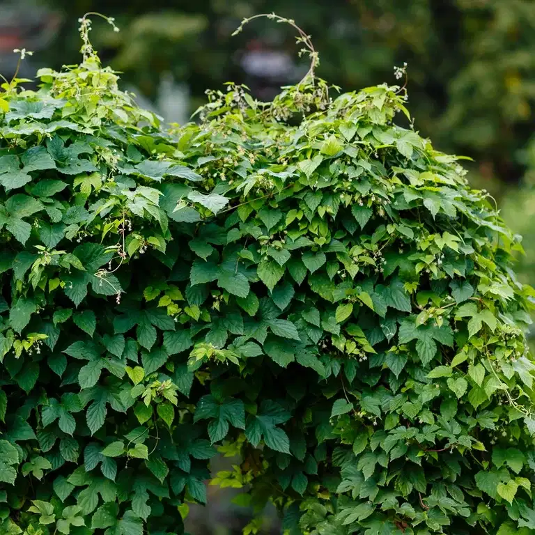 Humle 'Nordbrau', honplanta