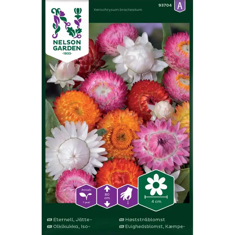 Eternell, Jätte-, hög, bl färg