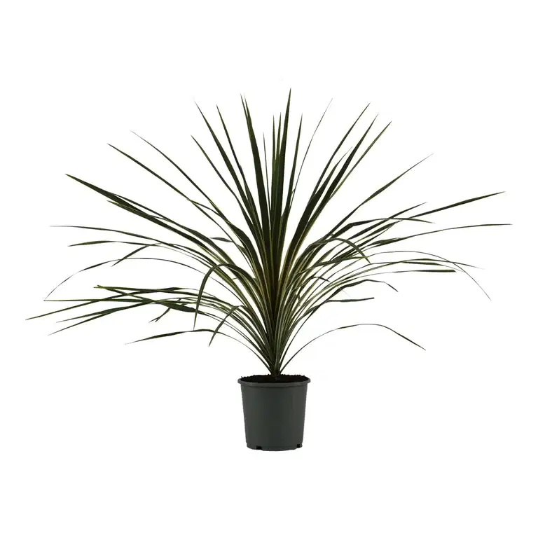 Syddracena 'Variegata'
