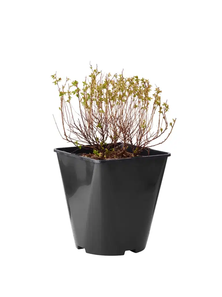 Spiraea japonica 'Little Princess' 23cm