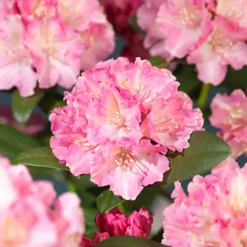 Yakushimanum-rododendron 'Doc'