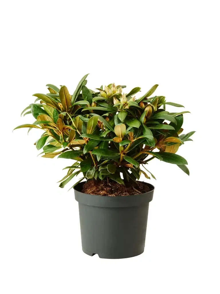 Yakushimanum-rododendron 'Hachmann’s Polaris'