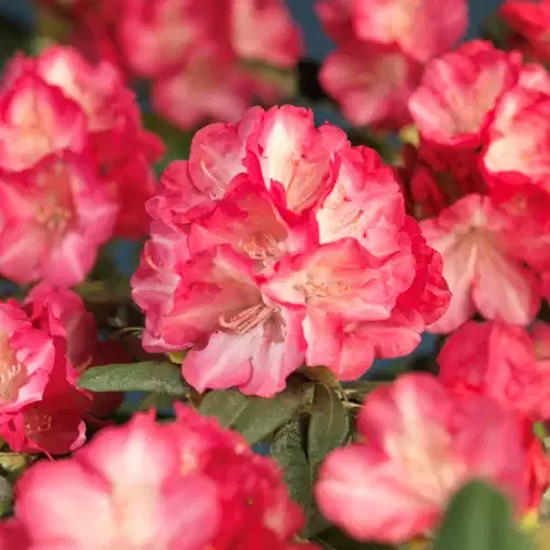 Yakushimanum-rododendron 'Fantastica'