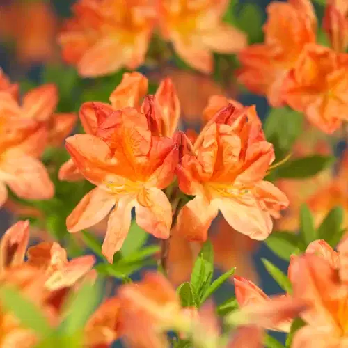 Mollis-azalea 'Koster's Brilliant Red'