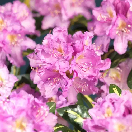 Ponticum-rododendron 'Goldflimmer'