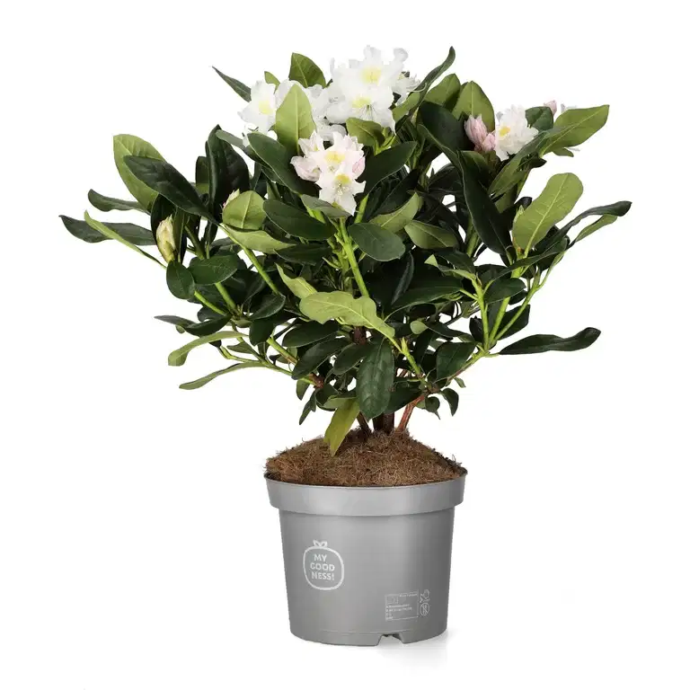 Rododendron 'Cunningham's White'