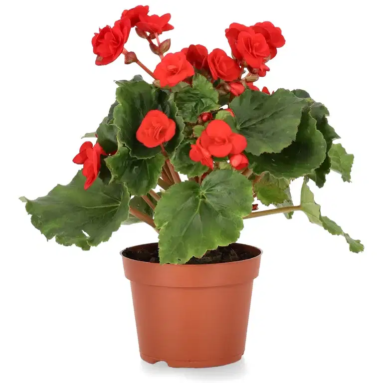 Begonia