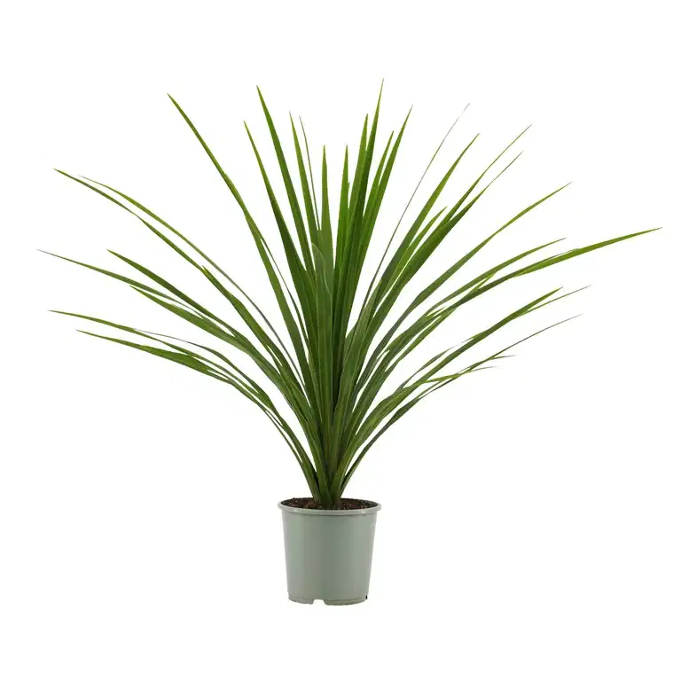 Syddracena 'Verde'