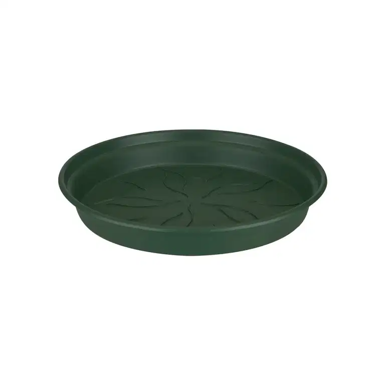 Saucer Green Basics