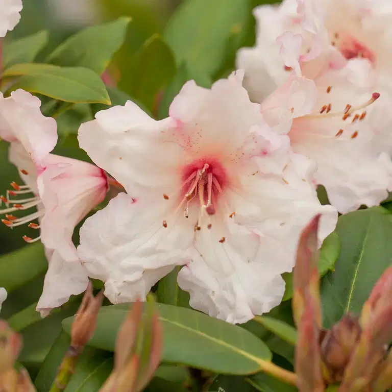 Wardii-rododendron 'Virginia Richards'
