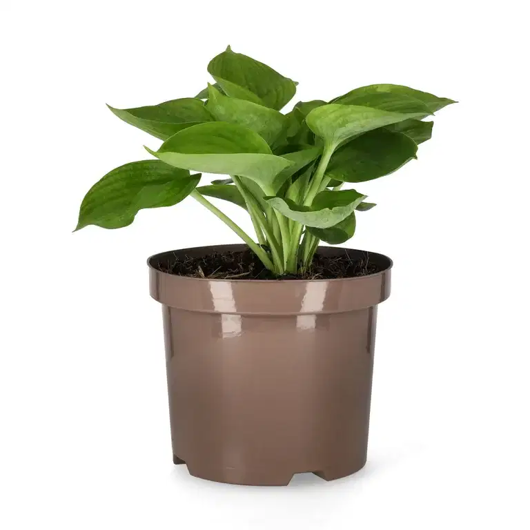 Hosta 'Abiqua Drinking Gourd' 19cm