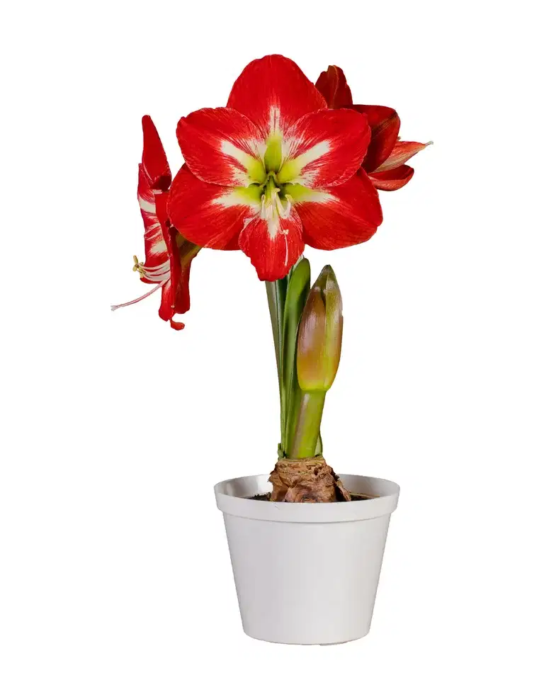 Hippeastrum 30+ 'Minerva' 14 cm