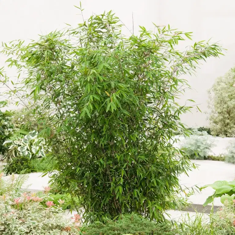 Fargesia Winter Black 100-120 29cm